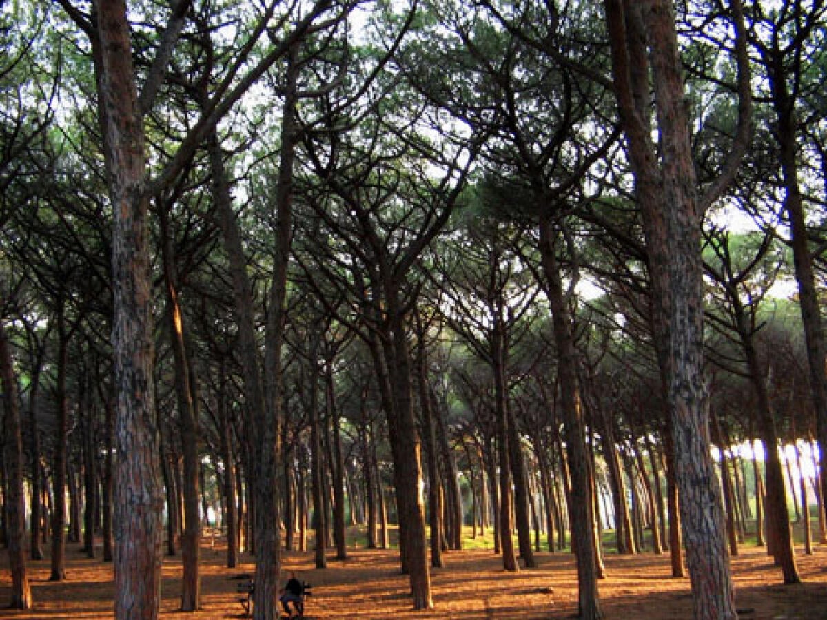 Pineta di Lido dei Pini, un tavolo per tutelarla - 