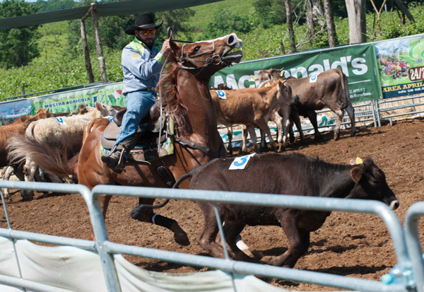 i butteri della palude pontina