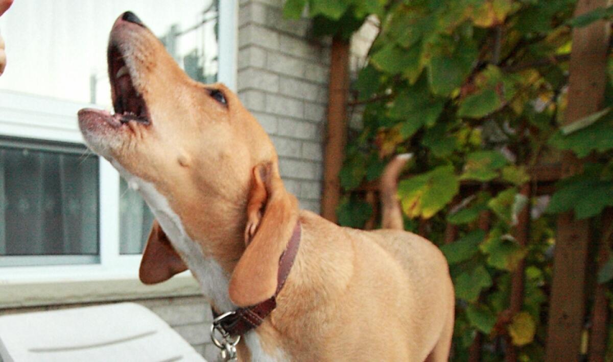 LANUVIO – 65enne muore in casa per un malore, il suo cane abbaia allo sfinimento facendo arrivare i soccorsi. - 
