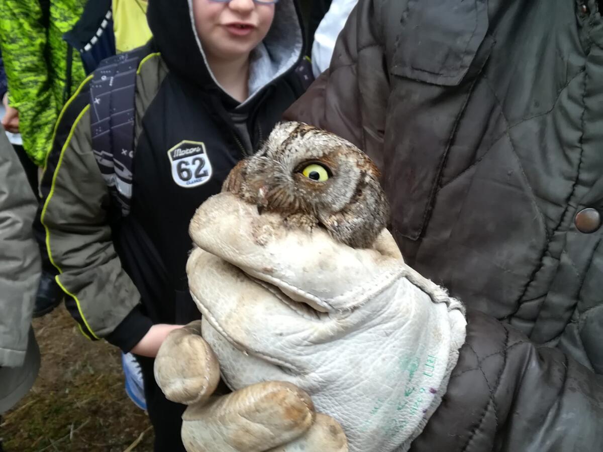 Animali selvatici curati e liberati alla tenuta Calissoni-Bulgari di Aprilia, un esempio - 