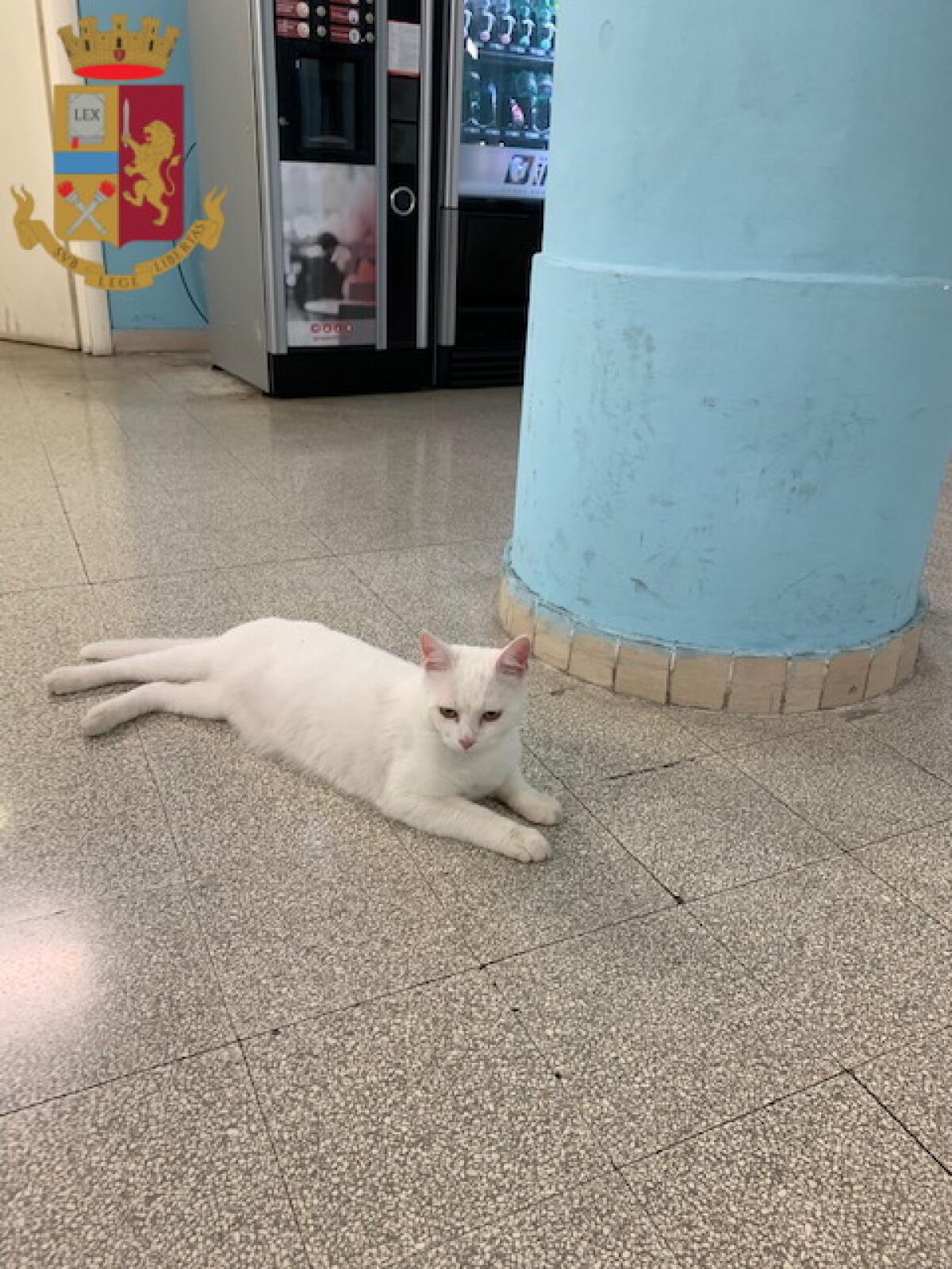 Gatto smarrito si presenta in commissariato, salvato e restituito alla proprietaria - 