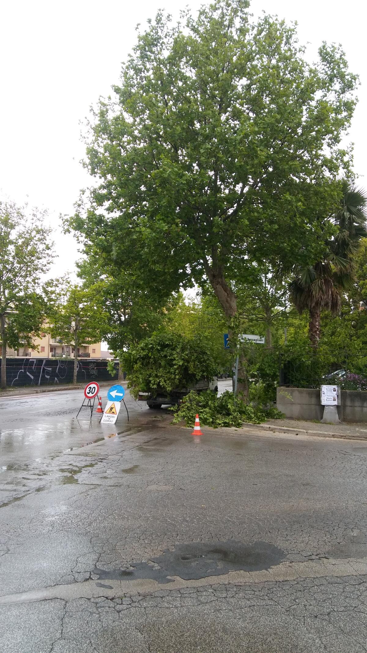 Aprilia Possibile: "Potatura dei platani in via Mascagni, sbagliati i tempi" - 