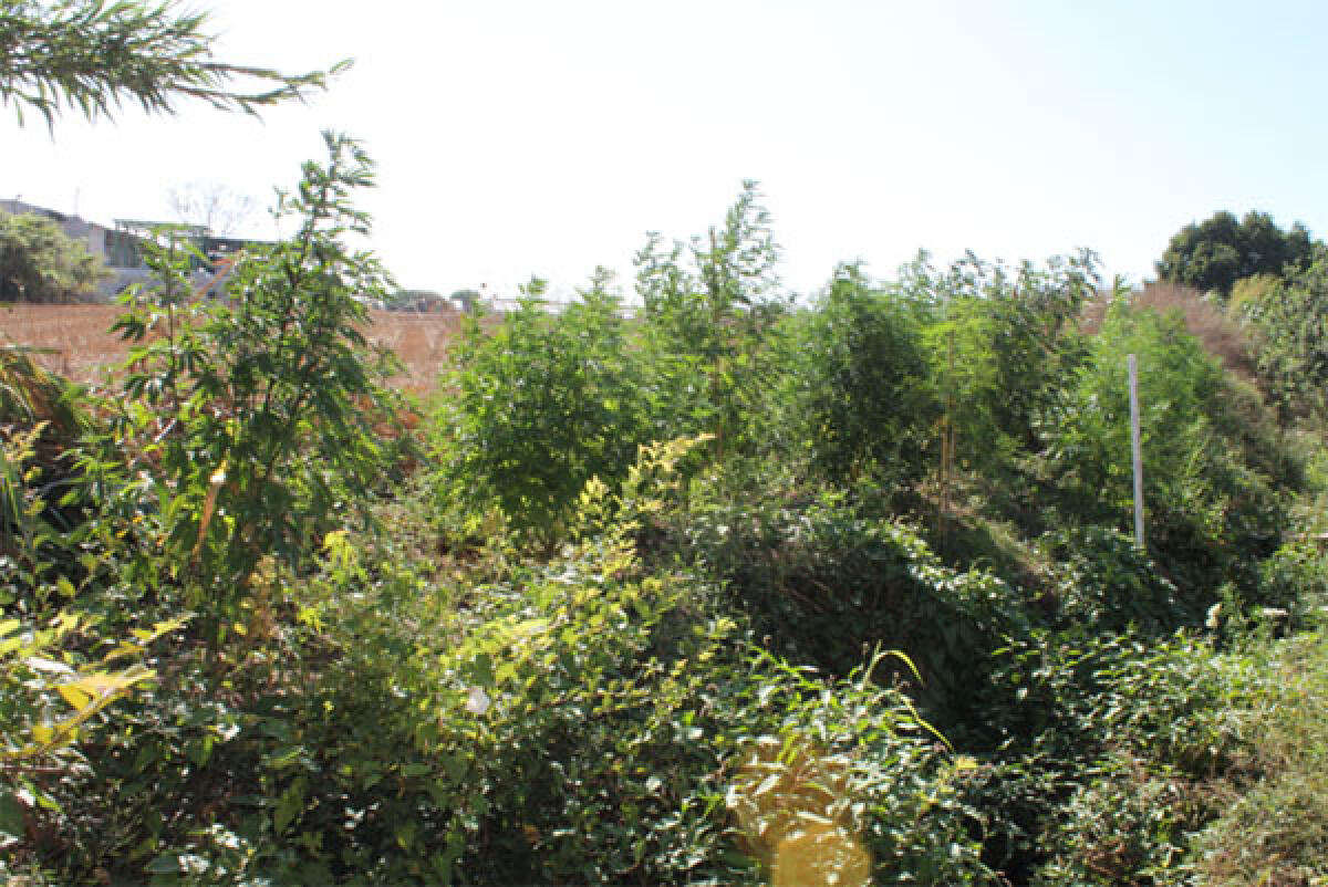 Coltivavano cannabis in Aspromonte, poi la rivendevano tra Roma e Latina. Quattro i pontini in manette. - 