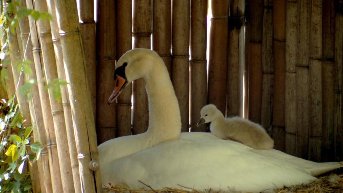 Giardini di Ninfa, ecco i 6 piccoli cigni appena nati - 