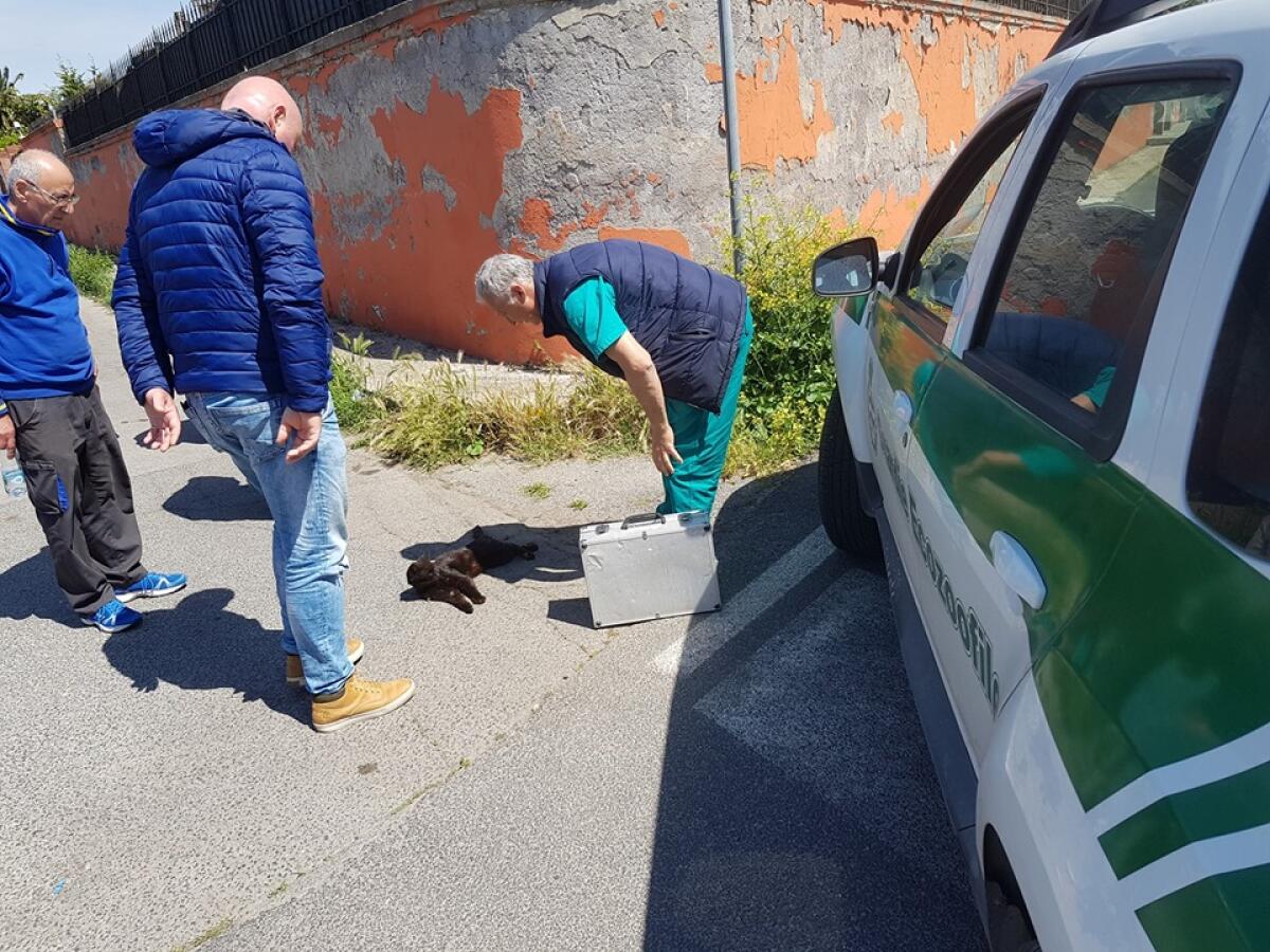 Gatto investito ad Ardea, muore nonostante l'intervento del veterinario - 