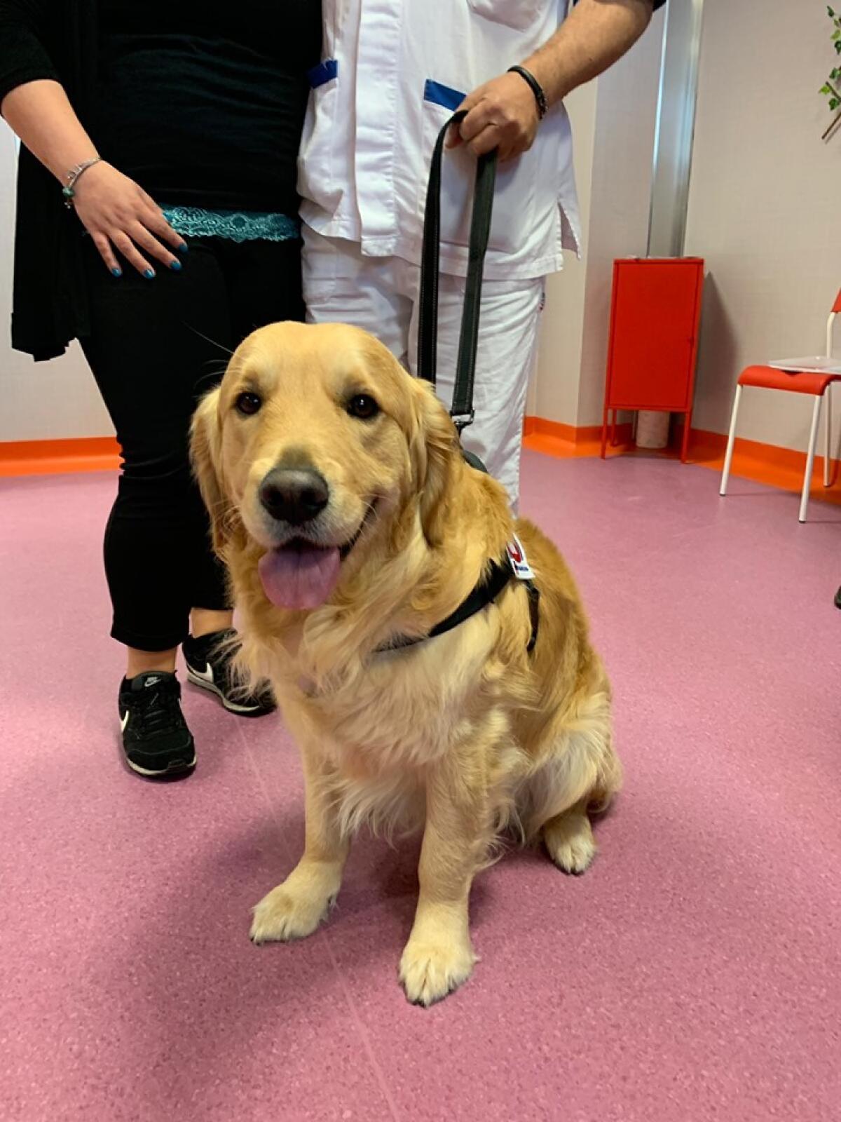 Inaugurato "4 Zampe con Te", all'Ospedale dei Castelli i pazienti possono abbracciare i loro amici pelosi - 