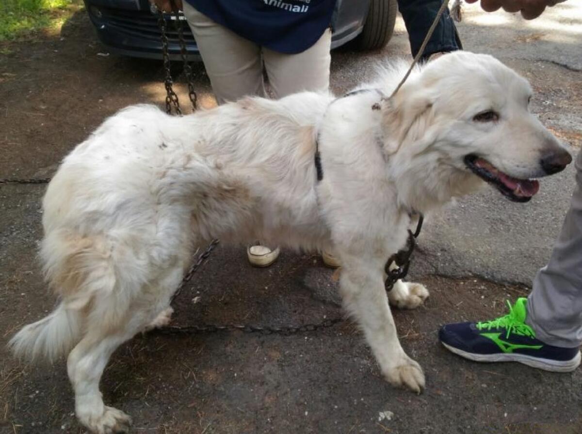 Per evitare un controllo, slega il cane che finisce in strada intralciando il traffico - 