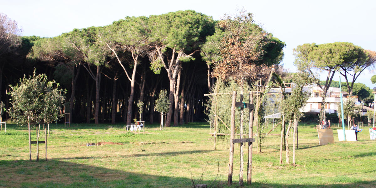 Salvaguardia della Pineta di Lido dei Pini, ad Anzio: ordinato l'abbattimento dei primi 14 alberi contaminati. - 