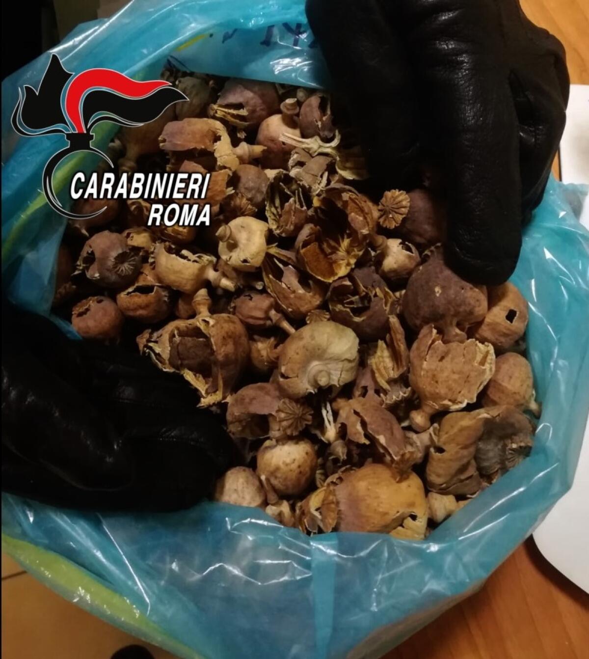 Nelle valigie avevano 61 chili di bulbi di papavero da oppio: 3 cittadini del Bangladesh arrestati dai Carabinieri di Lavinio. - 