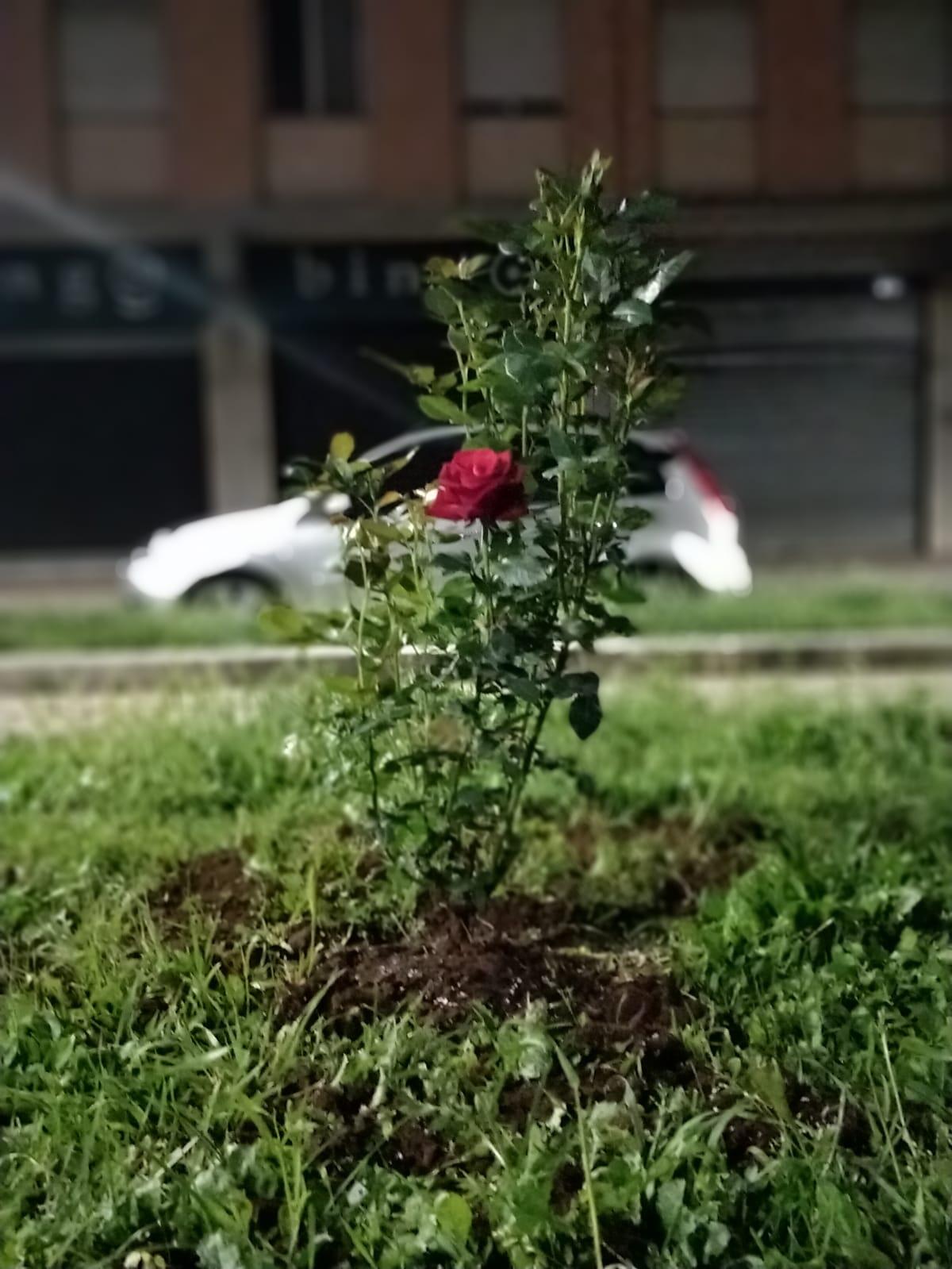 Aprilia - "Europee, c'è chi preferisce i manifesti abusivi e chi invece pianta rose" - 