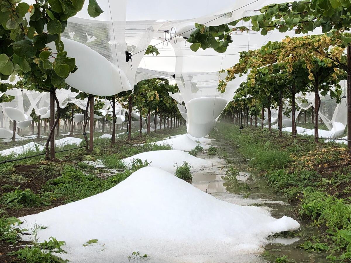 Tavolo verde territoriale a Cisterna sulle avversità atmosferiche: appello alla Regione. - 