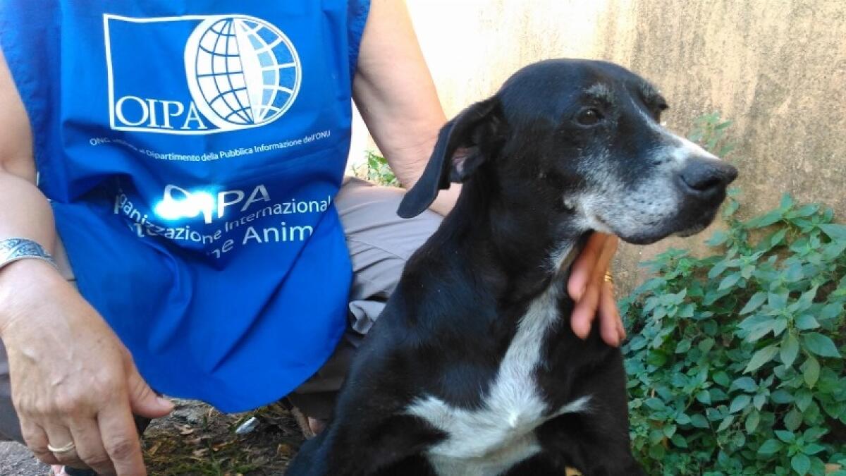 "Non curare il proprio animale domestico è reato" - 