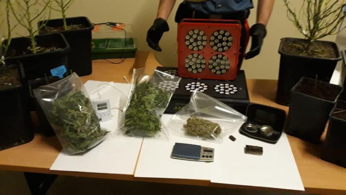 Marijuana fai da te ad Ardea, denunciata una famiglia intera - 