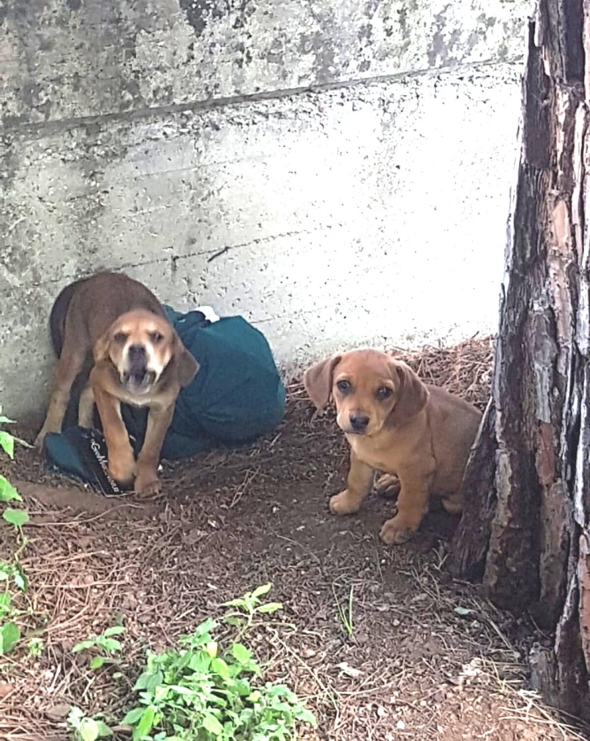 APRILIA - Emergenza randagismo, Amici di Birillo lancia l’allarme: “dalla chiusura del canile già decine di segnalazioni”. - 