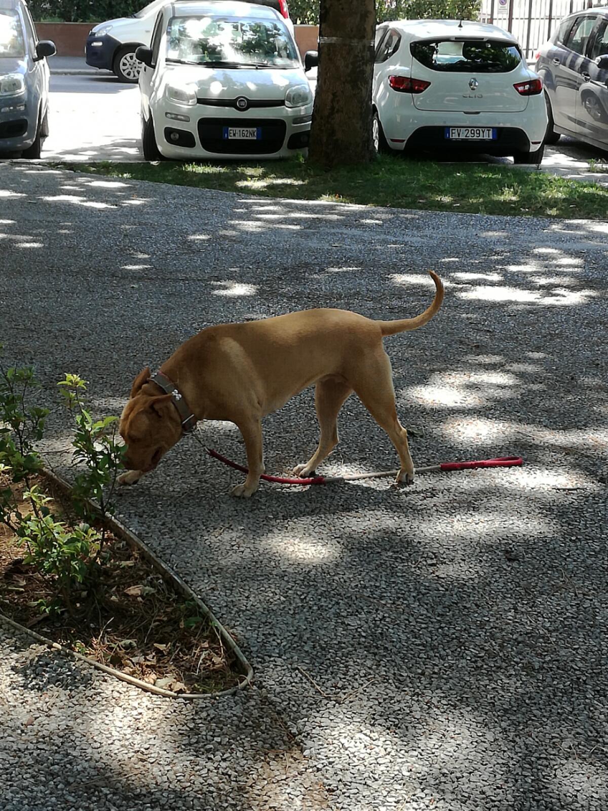 Aprilia - Pitbull senza il padrone al Parco di via dei Mille, cittadini preoccupati - 
