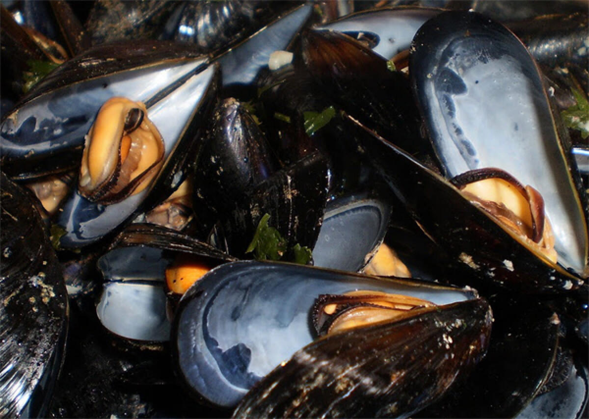 Raccolgono 70Kg di cozze nel sud pontino, multa da 15 mila euro - 