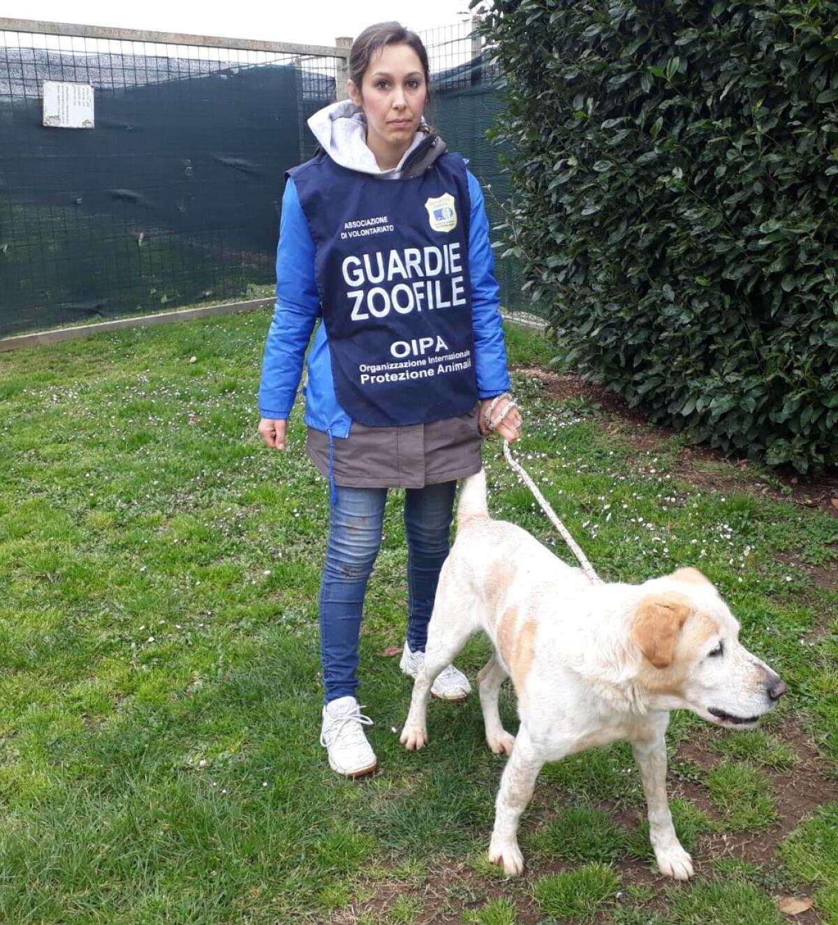 Abbandona il cane in strada, denunciato il proprietario - 
