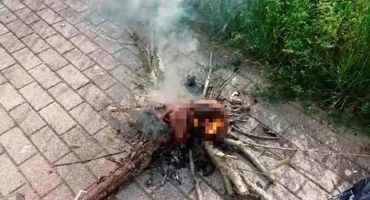 Gatto ucciso a Campoleone: "Atto terrificante, si facciano accertamenti" - 