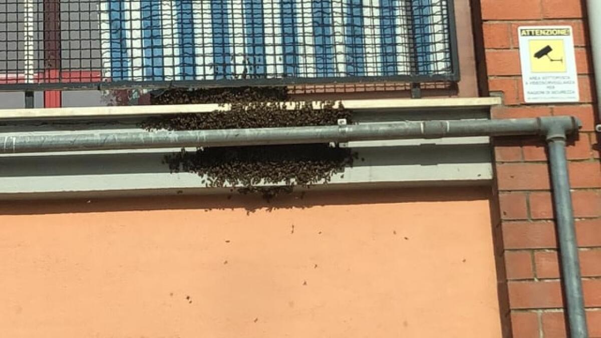 Sciame d’api recuperato nel quartiere Europa, ad Aprilia. Il VIDEO. - 