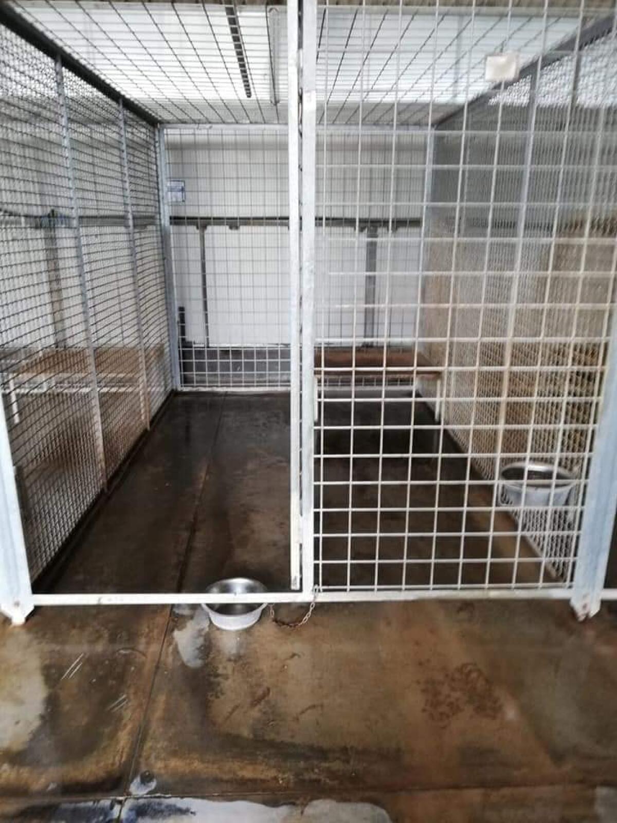 Gabbie vuote al canile di Aprilia: i volontari dell’associazione “Amici di Birillo” compiono il miracolo! - 