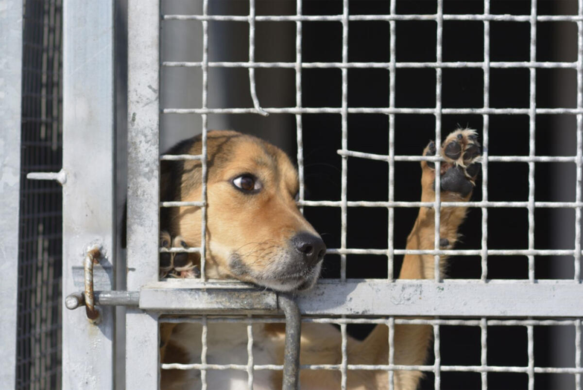 Sigilli a Terracina ad un rifugio per animali abusivo: ospitava 200 tra cani e gatti. - 