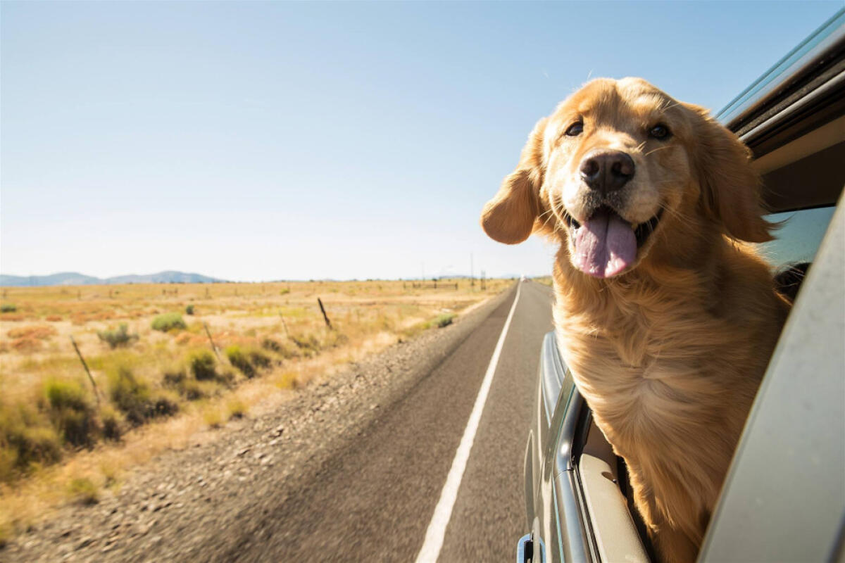 Come andare in vacanza con il nostro cane? Ecco i consigli dell’associazione Aduc. - 