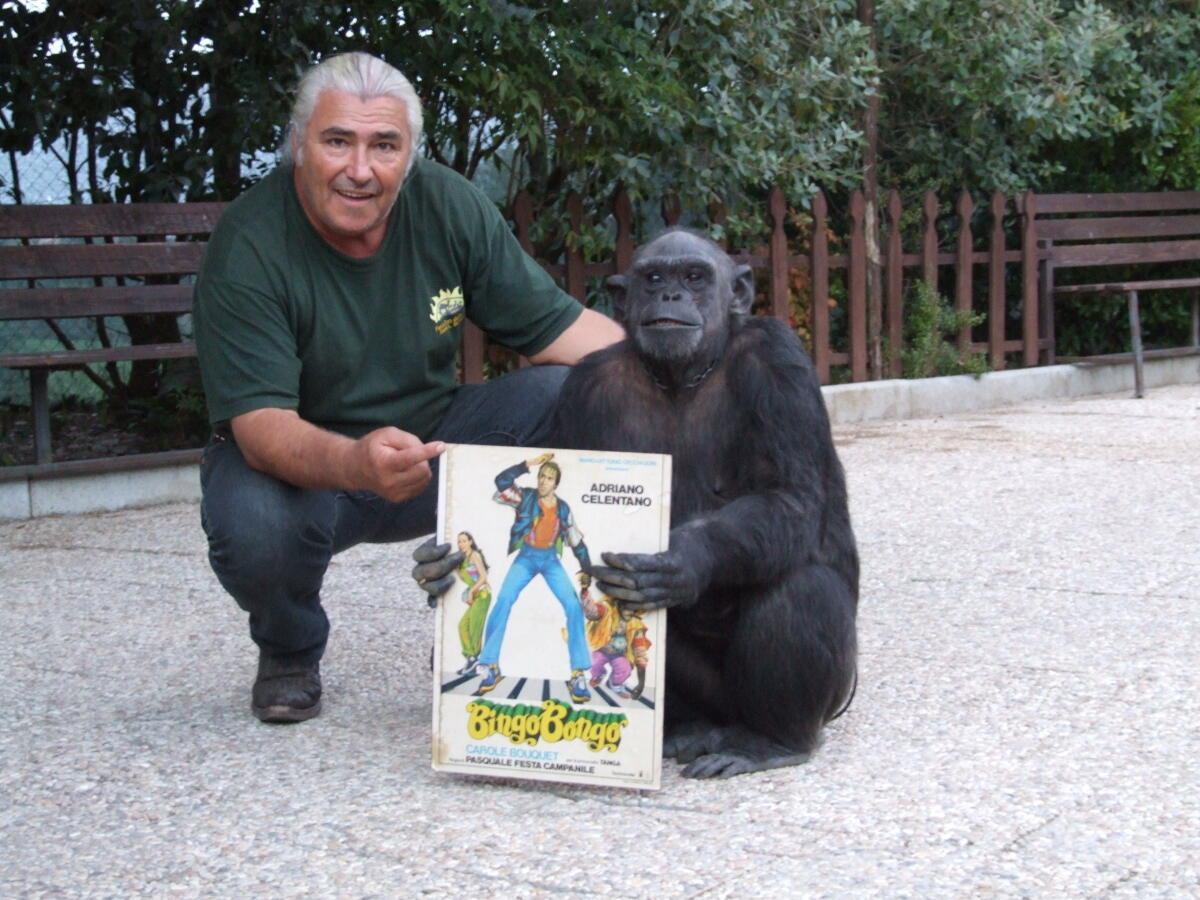 Domenica 14 luglio “Scimpanzè Day” allo Zoo delle Star di Aprilia: si celebra “Tanga”, star del film "Bingo Bongo" con Celentano. - 