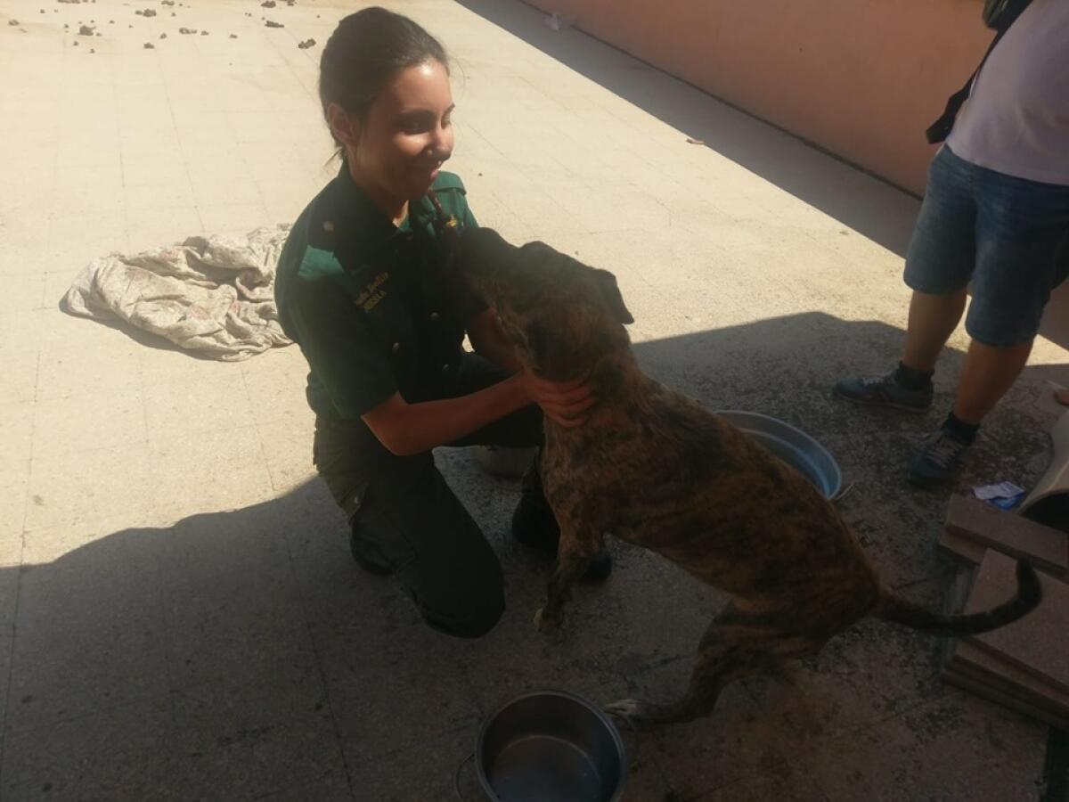 ANZIO – Un cane lasciato solo sul terrazzo, tra feci e caldo intenso: salvato dalle Guardie Zoofile Norsaa di Roma. - 