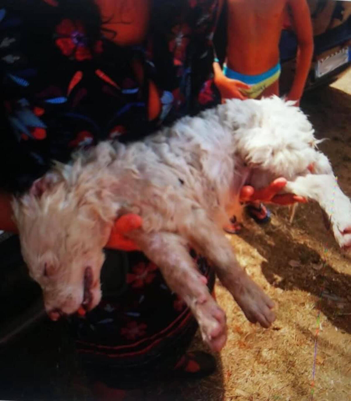 Lascia un cucciolo nel bagagliaio e se ne va al mare, a San Felice Circeo: lo riduce in fin di via. Denunciato un 40enne. - 