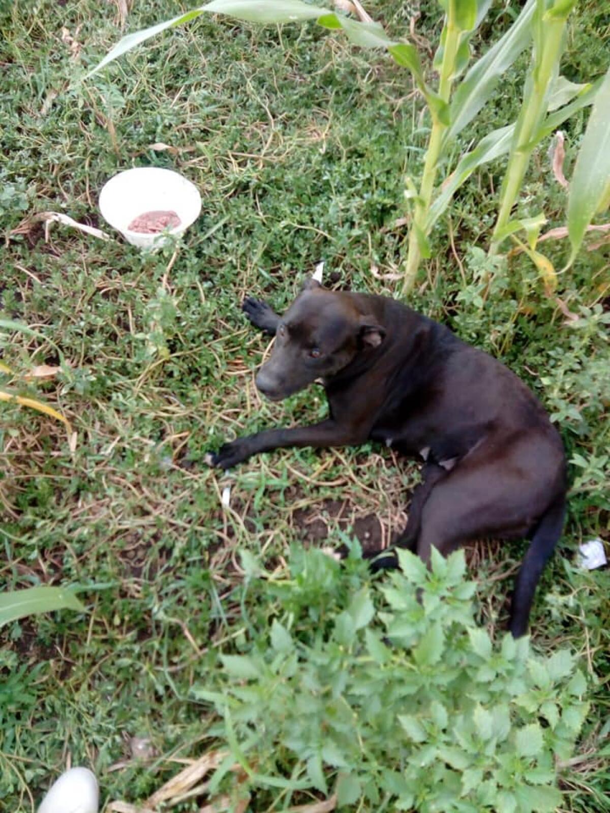 Cani maltrattati e gettati nell'immondizia, uno muore l'altro si salva e cerca casa - 