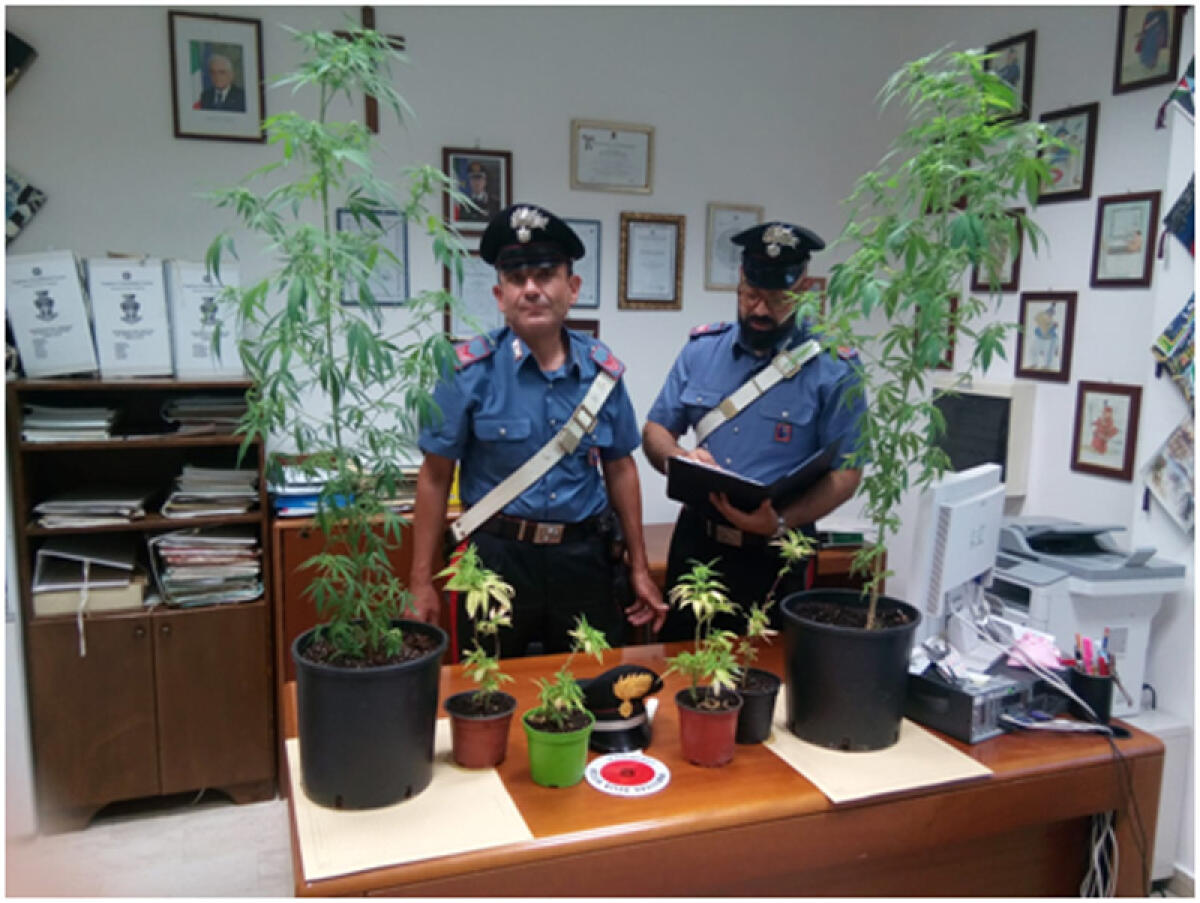 Trovato con le piante di marijuana in casa a Sezze, denunciato - 