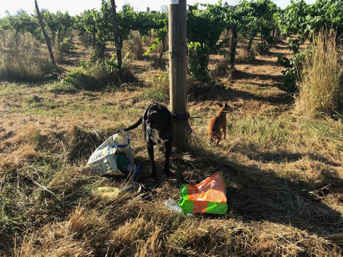 APRILIA - Due cani abbandonati e lasciati legati ad un palo, sotto al sole cocente. - 