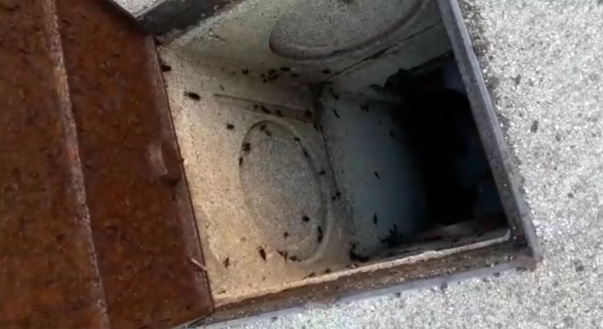 Numerose segnalazioni ad Aprilia sulla presenza di blatte e topi, Europa Verde: “serve un intervento immediato”. - 