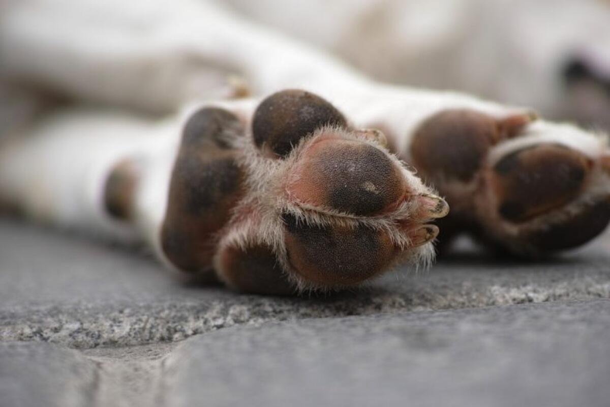 Aprilia - Investe un cagnolino con l'auto e scappa, meticcio salvato dai passanti - 