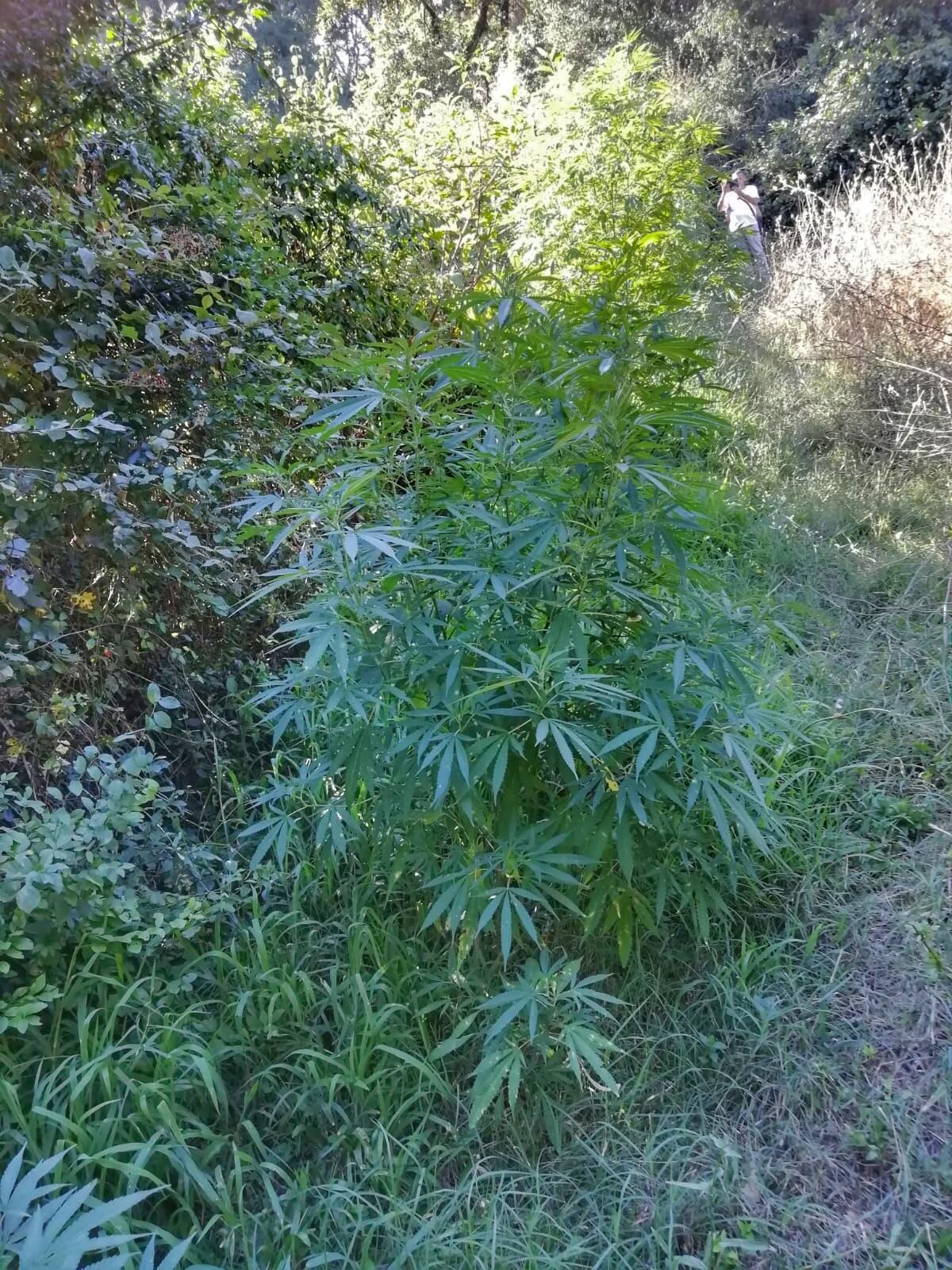 Coltiva marijuana ad Aprilia, 39enne di Anzio denunciato - 