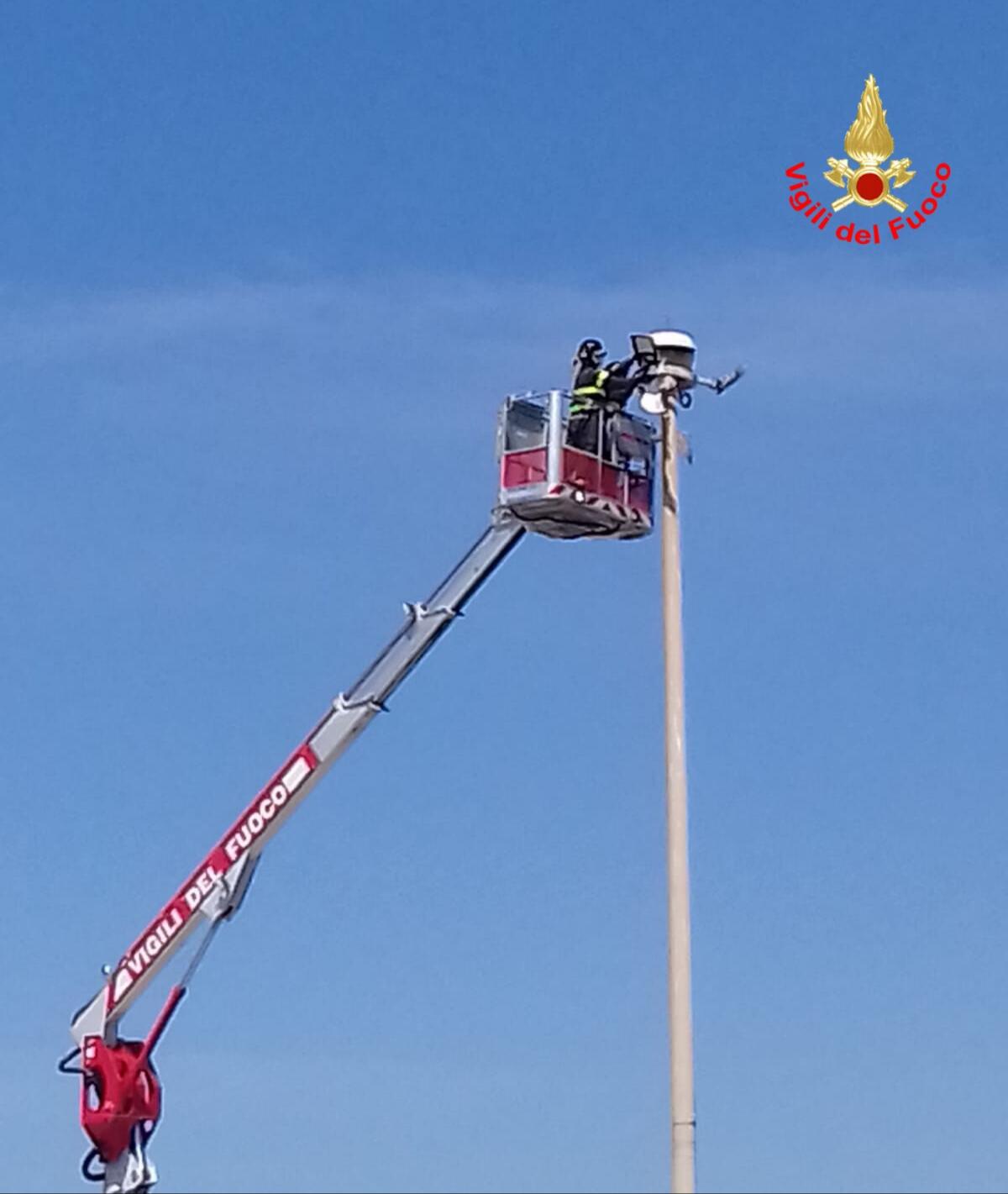 Gabbiano in difficoltà a Terracina, salvato dai vigili del fuoco - 