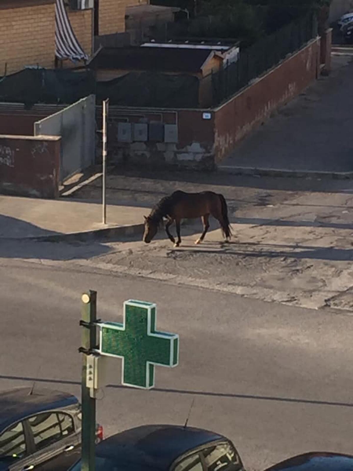 Cavallo a spasso per Cretarossa a Nettuno, residenti preoccupati - 