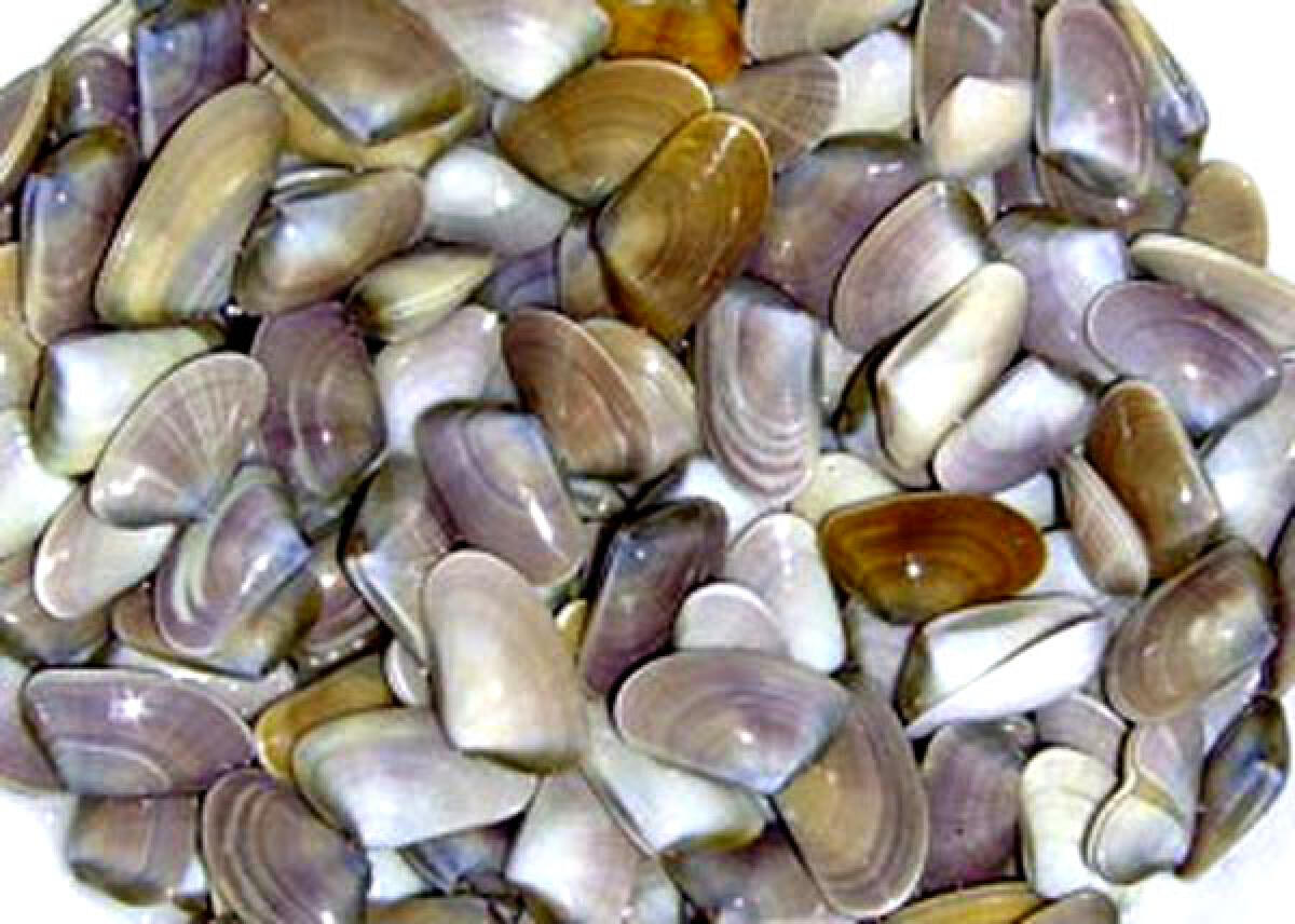 Torna la Sagra della Tellina di Ostia - 