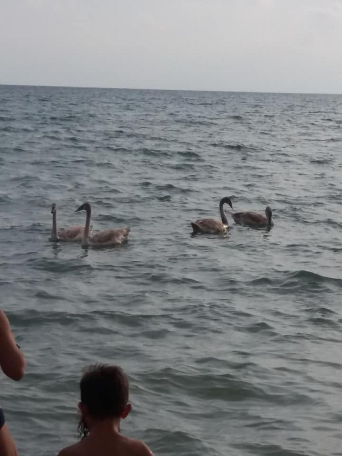 I cigni nuotano tra Tor San Lorenzo e Torvaianica - 