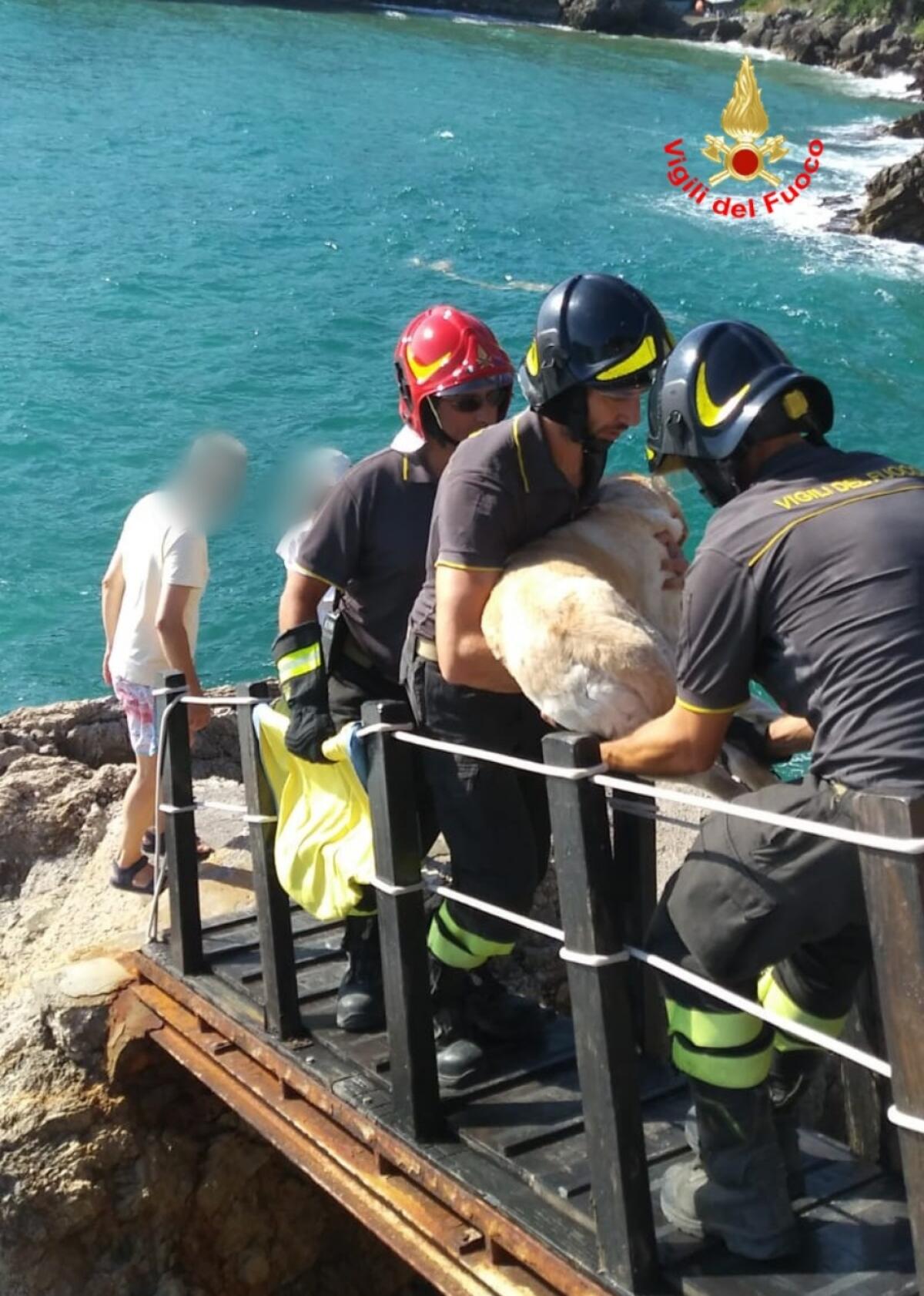 Il labrador Lilly bloccato sugli scogli, a Gaeta: salvato dai Vigili del Fuoco. - 