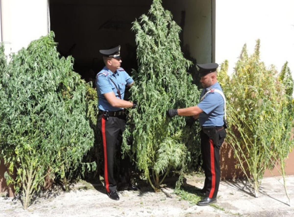 I Carabinieri di Norma eseguono un ingente sequestro di piante di marijuana: denunciati due uomini di Cisterna. - 