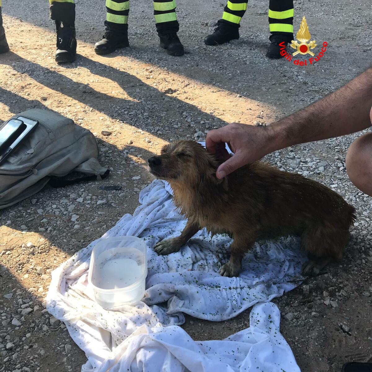 Per tre giorni intrappolato in un vascone pieno d’acqua: meticcio salvato a Terracina dai Vigili del Fuoco. - 
