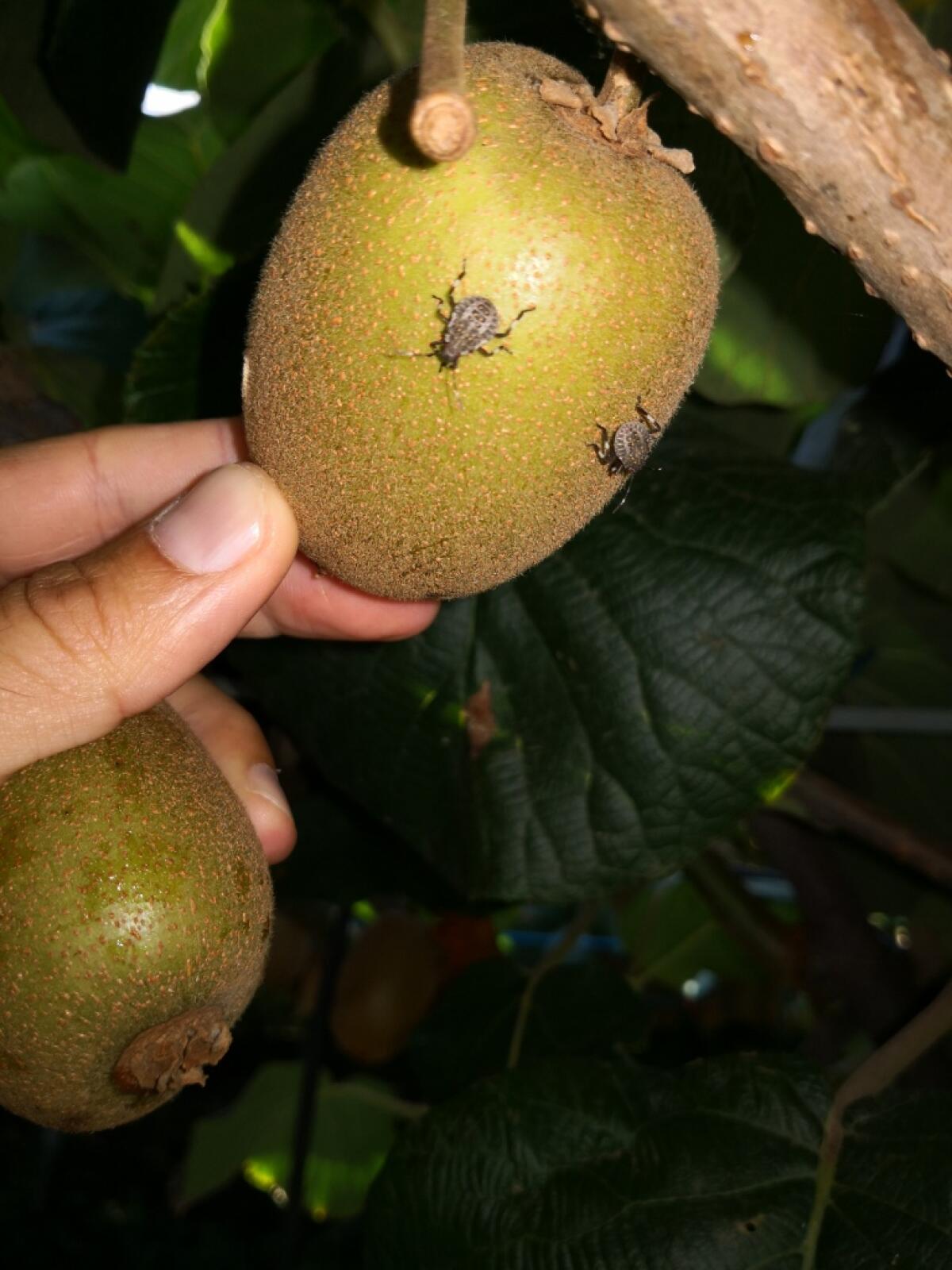 "Moria delle piante e cimice asiatica, la Regione intervenga" - 