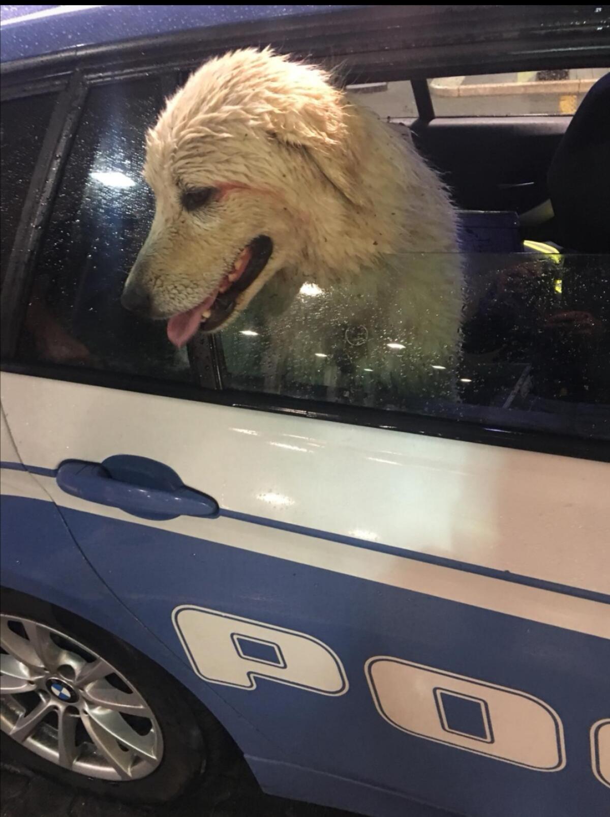 Impaurito vagava sul Gra: cane salvato dalla Polizia - 