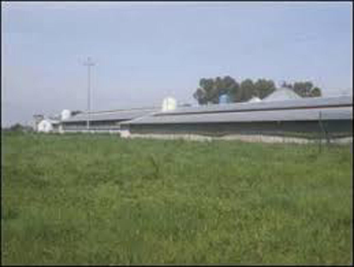 Puzza terribile a Fossignano, i residenti: "Un'estate da incubo, qualcuno intervenga" - 