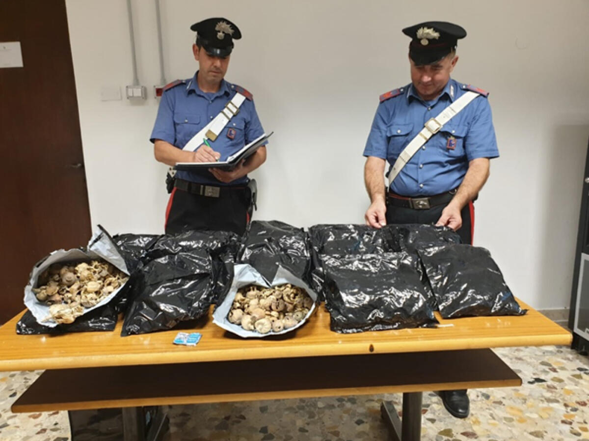 Un nuovo ingente sequestro di oppio in provincia di Latina: i Carabinieri arrestano a Priverno un 32enne indiano. - 