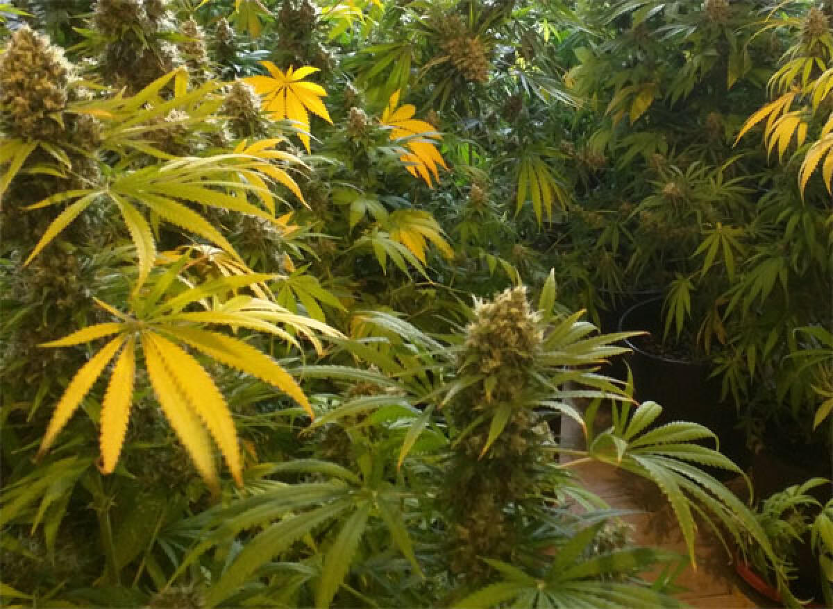 Piante di marijuana in casa, in arresto 46enne di Cori - 