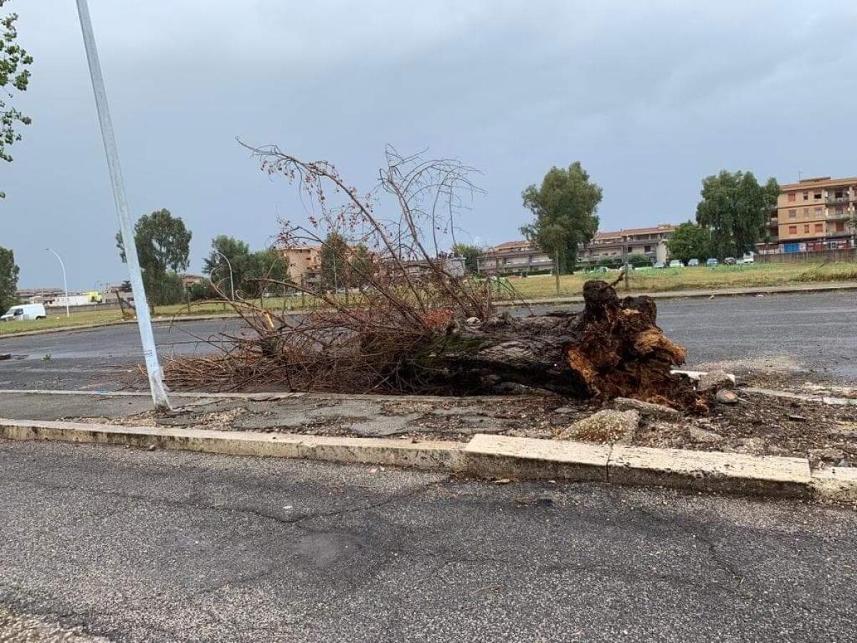 Maltempo, albero precipita in strada in via Scarlatti, ad Aprilia. - 