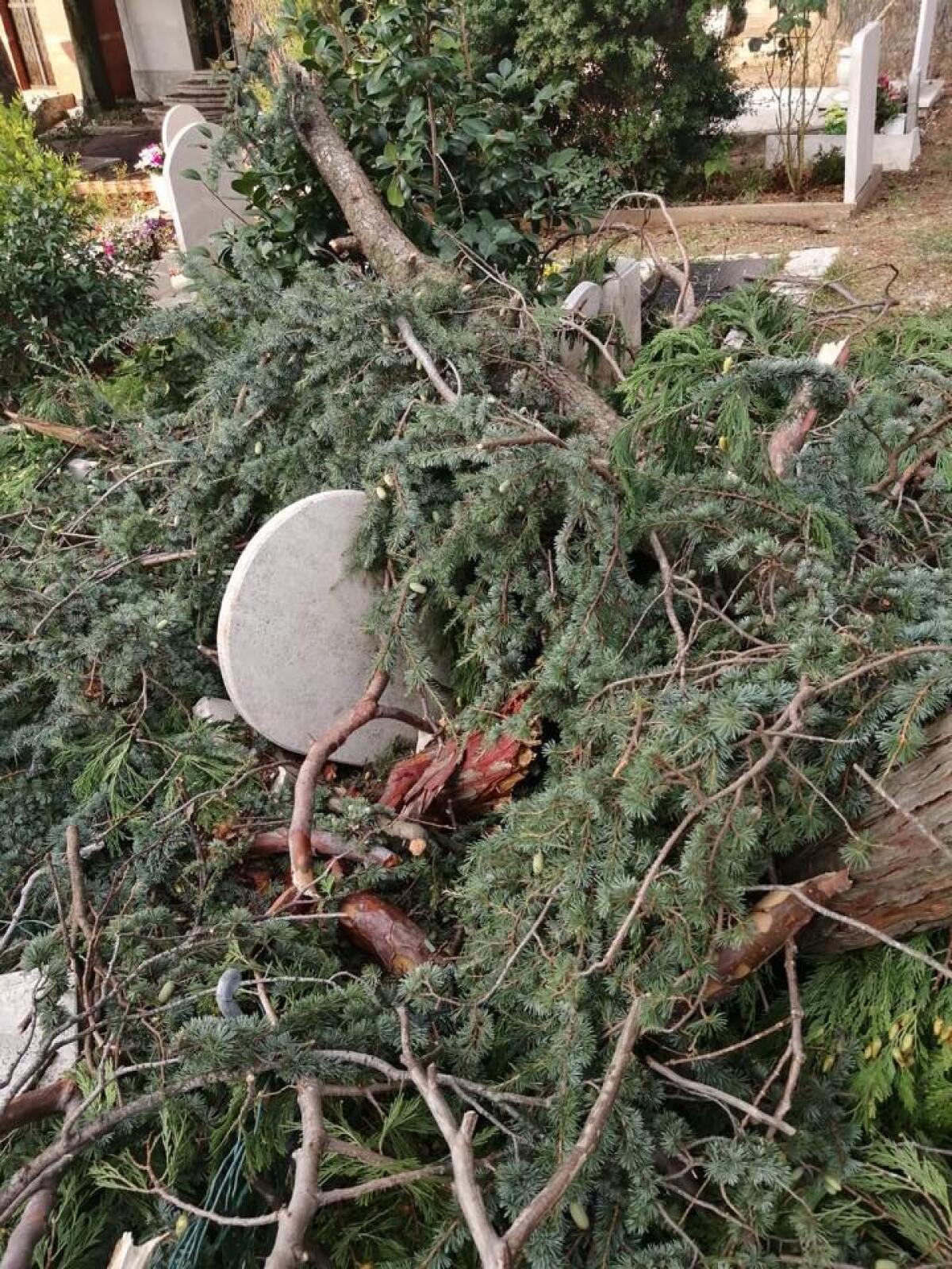 Maltempo ai Castelli, alberi cadono nel cimitero di Velletri - 
