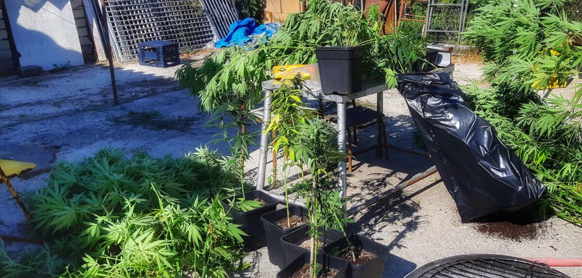 Scoperta dalla Finanza una piantagione di marijuana in un terreno di Aprilia: denunciato il figlio del proprietario. - 